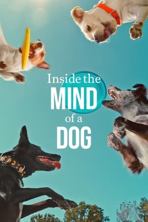Inside the Mind of a Dog 2024 Hindi Dual Audio – 720p – 480p